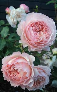Роз де Жерберуа