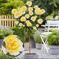 Штамб Беатрис