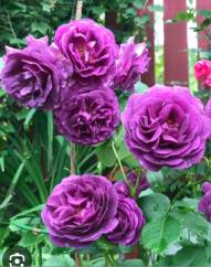 Штамб Минерва