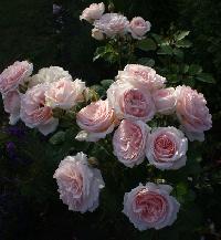 Клэр Ренессанс