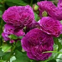 Штамб Пёрпл Лодж