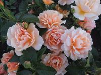 Штамб Эмбер Куин