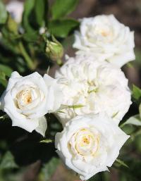 Штамб Вайт Эшли