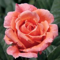 Сюзанна Тамаро