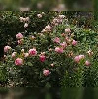 ����� ������� �����