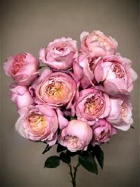 Штамб Констанс