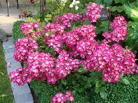 ����� ��� ��������