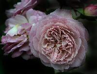 ������� ������