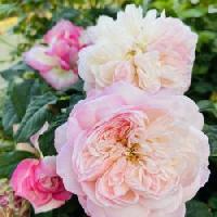 Нэнси Биньон Кордье