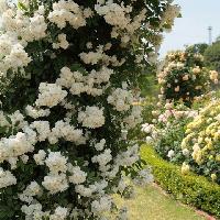 ����� ���� ���