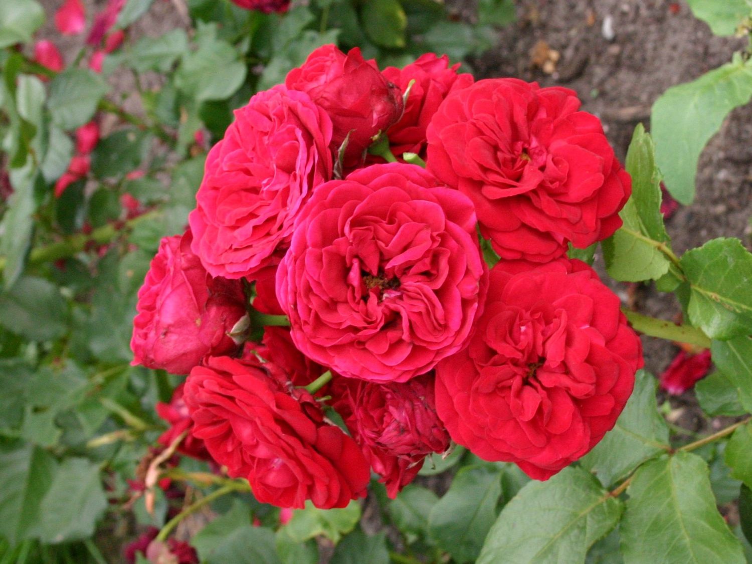 Роза Инзель Майнау: особенности и характеристика сорта, правила посадки, выращивания и ухода, отзывы