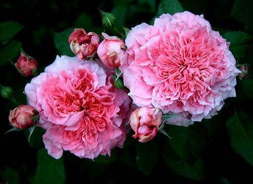 Роза Антуан де Кон: особенности и характеристика, правила посадки, выращивания и ухода, отзывы - Все о садовых розах