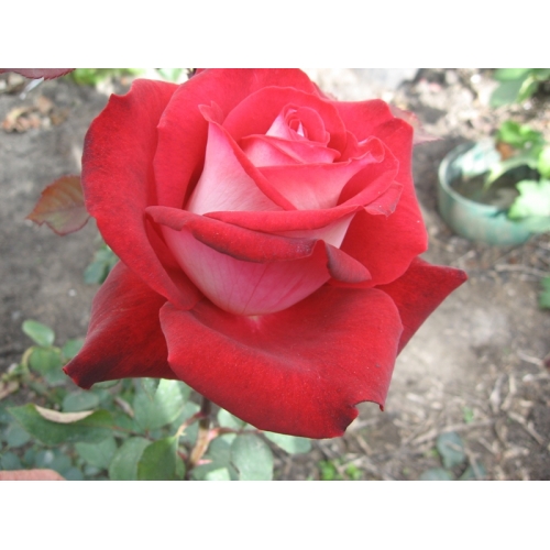 Николь (АРХИВ) -> \"Розы Нью-Джерси\"