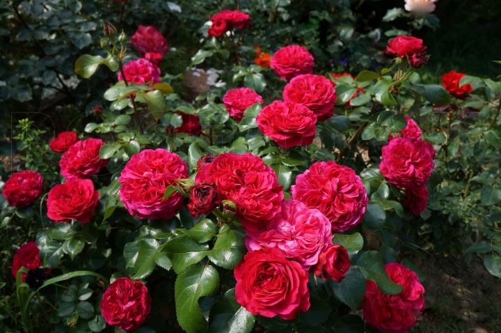 Штамб Рэд Леонардо да Винчи (Штамбовые розы) -> "Розы Нью-Джерси"