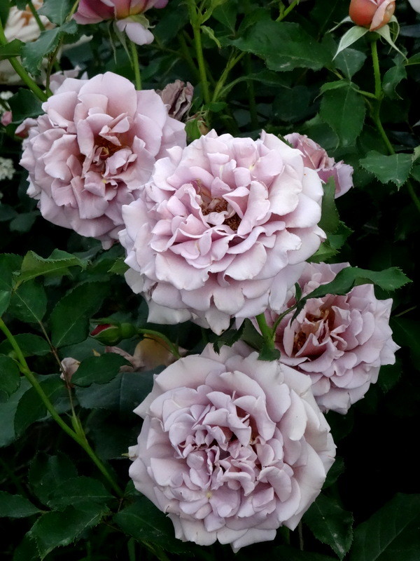 Купите Роза Коко Локо &# из питомника Долина роз с доставкой!