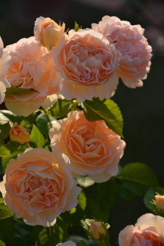 амели нотомб роза