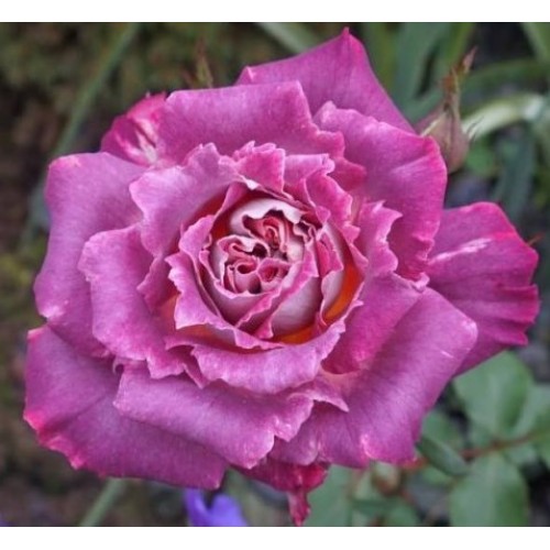 Флорибунда -> "Розы Нью-Джерси" / стр 6