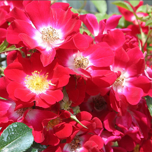 Руж Мейяндекор (Почвопокровные розы) -> Розы Нью-Джерси