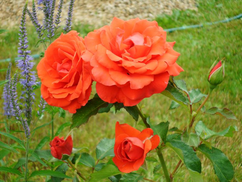 Кордес Бриллиант (Чайно - гибридный) -> "Розы Нью-Джерси"